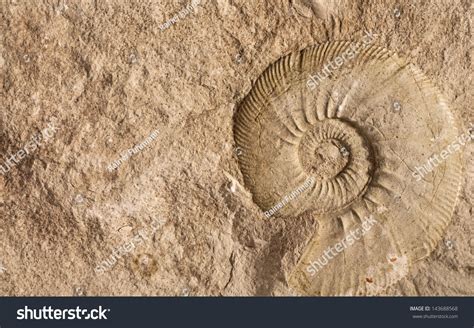 Fossil Snail Stock Photo (Edit Now) 143688568