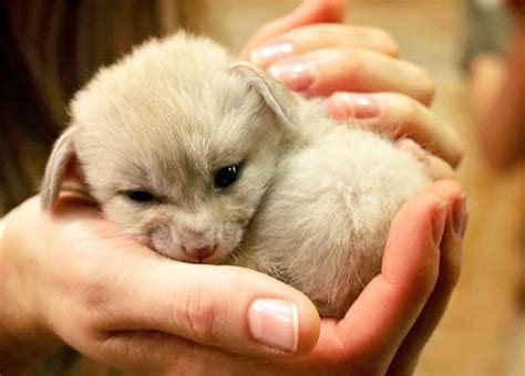 Fennec Fox Baby Pet