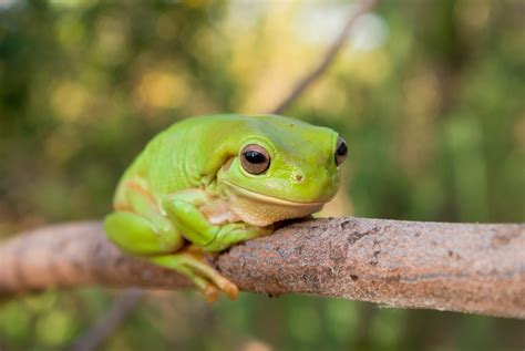 Green tree frog - Australian Geographic