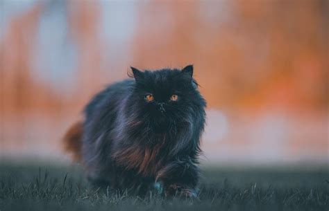 Black Persian Cats: Facts, Pictures, Origin & History | Hepper