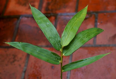 Apa Itu Daun Bambu - IMAGESEE