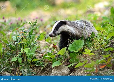 Badger stock photo. Image of rodents, animal, nature - 32385774