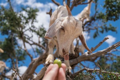 Argan Tree Goats (Feeding) | Smithsonian Photo Contest | Smithsonian ...