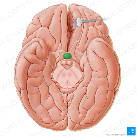 Pituitary gland: Anatomy and function of the hypophysis | Kenhub