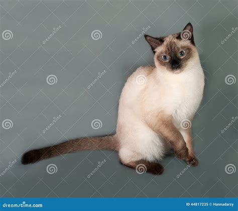 Thai Cat with Blue Eyes Sitting on Gray Stock Image - Image of ears, blue: 44817235