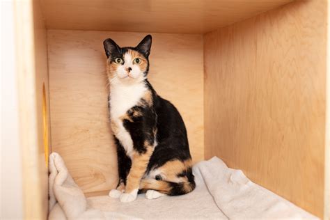 Calico Cat Facts to Know - Calico Cat Facts to Know