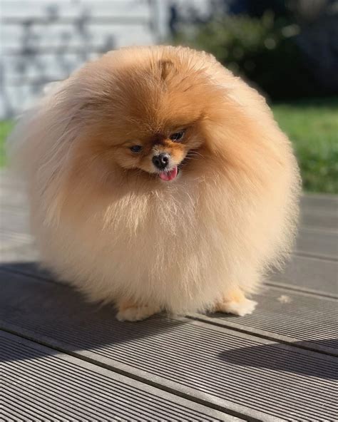 Orange Sable Pomeranian Puppy Pomeranian Breed Dogs