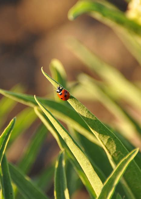 Antelope Horn | Native American Seed