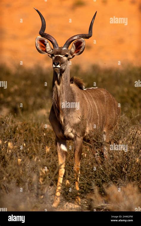 Kudu antelope at Kgalagadi Transfontier Park, South Africa Stock Photo ...