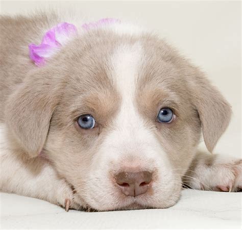 Should I Adopt A Puppy: Your Guide To Making The Right Decision