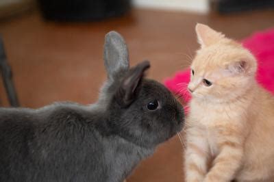 A kitten and his bunny buddies | Best Friends Animal Society - Save Them All