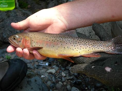 Yellowstone Cutthroat Trout, Yellowstone National Park, Wyoming | Photo Credit: NPS – National ...