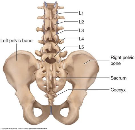 Bones of the Lumbar Spine and Pelvis