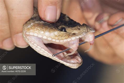 Western diamondback rattlesnake with fangs exposed {Crotalus atrox} - SuperStock