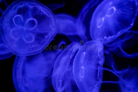 Moon Jellyfish Black Background Underwater Stock Photo - Image of mysterious, life: 160929956