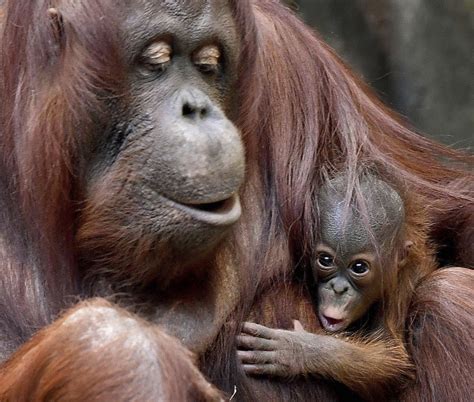 Zoo reveals baby ape - The Columbian