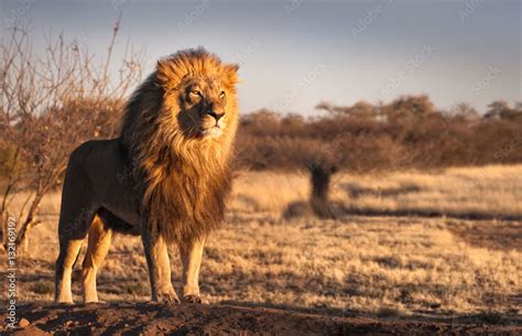 Foto de Strong and confident lion on a hill. do Stock | Adobe Stock