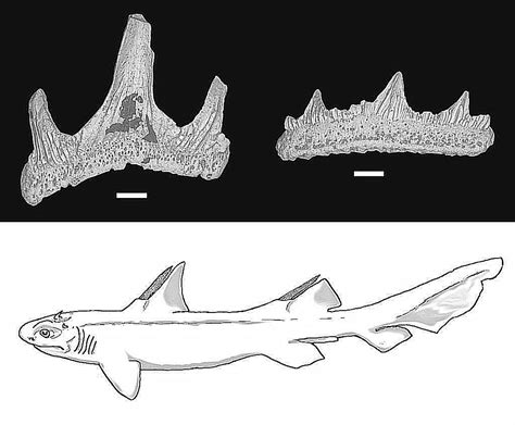 Pictures and Profiles of Prehistoric Sharks