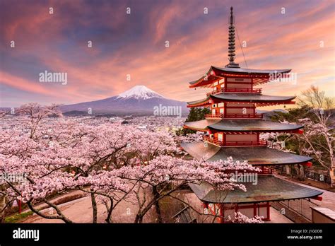 Mount Fuji Cherry Blossom Hd Wallpaper