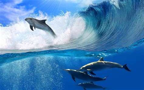 Playing Dolphins - Desktop Wallpaper