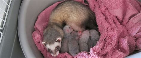 Dutch Ferret Breeders