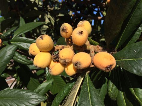 Loquat Recipes - Miss Smarty Plants