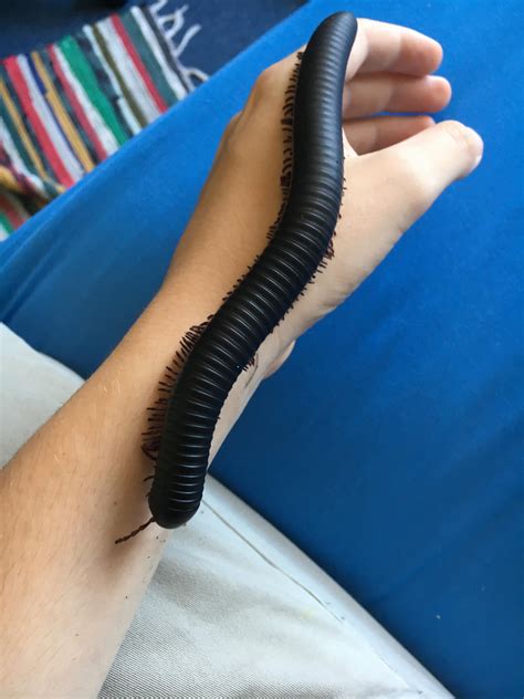 African Giant Millipede