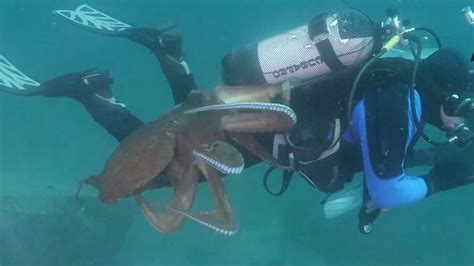 Terrifying video shows scuba diver fighting off giant octopus