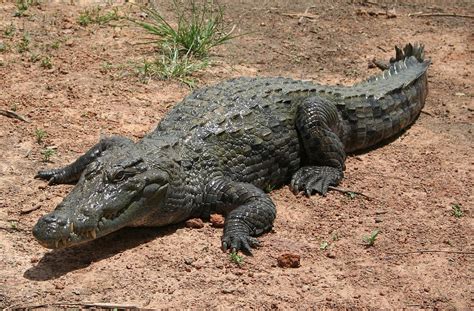 West African crocodile - Wikipedia