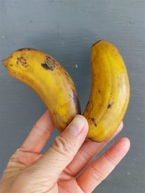 Close-up of boiled banana, a simple traditional Indonesian dish used as a snack. Food with many ...