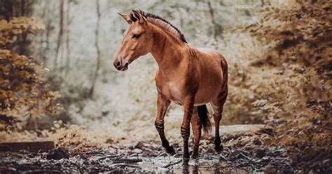 10 Beautiful Photos Of A 'Zorse' - A Hybrid Animal Most People Don't Even Know Exists - Small Joys