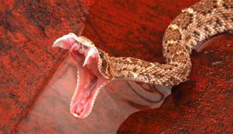 Rattlesnake Bite North Carolina at Andrea Gaspar blog