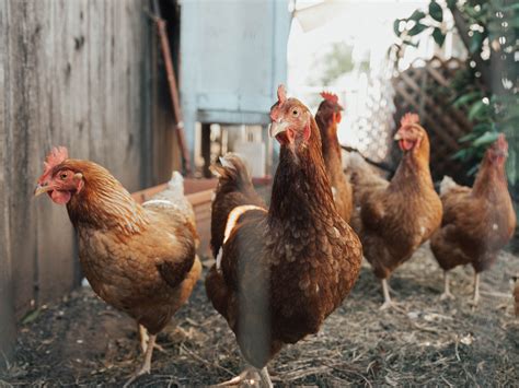 Chicken Behavior: Normal or Not? – Perdue FlockLeader