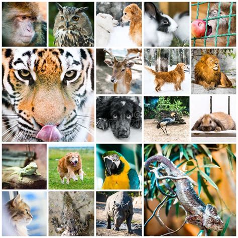 3,443 Collage Animals Stock Photos - Free & Royalty-Free Stock Photos from Dreamstime