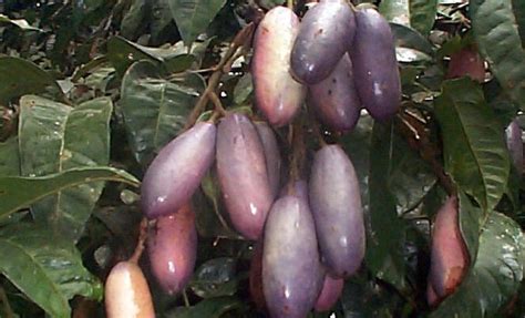 Most Beautiful Countries In The World: Safou/ Ube/ African plum - health benefits and nutrition ...