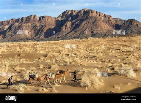 Iran, Isfahan province, Dasht-e Kavir desert, Mesr in Khur and Biabanak County, camel train in a ...