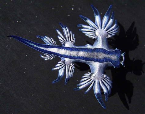 GlaucusAtlanticus.jpg (797×626)