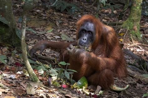 Adult Orangutan Eats Food Left by Tourists in a Natural Habitat. Stock Photo - Image of wildlife ...