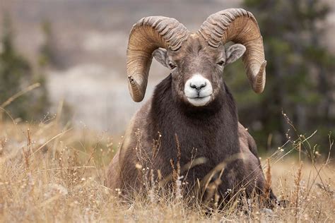 How to Photograph Bighorn Sheep - Nature TTL