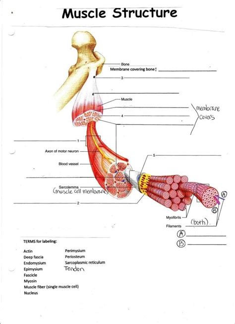 Human Muscle Cell Diagram - koibana.info | Muscle diagram, Muscular ...