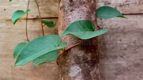 Climbing Binahong Leaves on Wood Stock Image - Image of leaves, binahong: 293533533