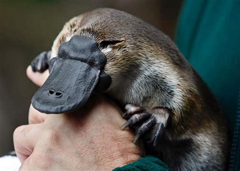 Platypus venom: painful, immediate, long-lasting, impervious to painkillers.