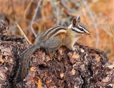 20 Types of Chipmunks: Species, Identification, and Photos