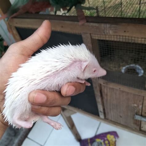 Jual anakan landak mini albino mata merah | Shopee Indonesia