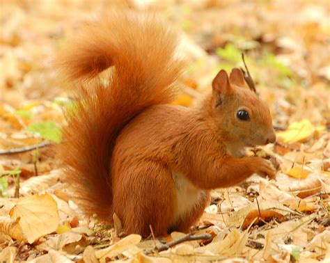 File:Red Squirrel - Lazienki.JPG - Wikipedia