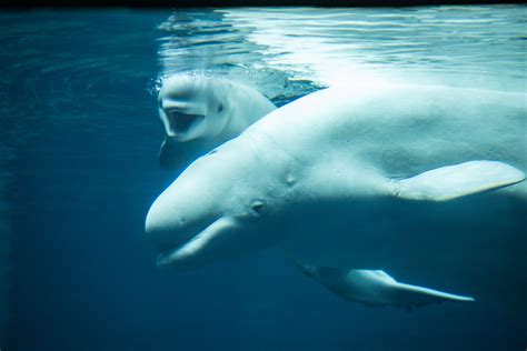 Beluga Calf Born at Georgia Aquarium | Georgia Aquarium