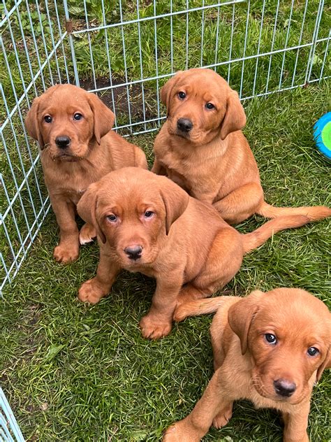 Red Labrador Retriever Puppies