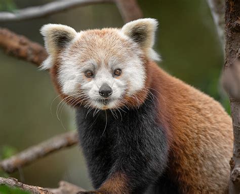 Red Panda | San Diego Zoo