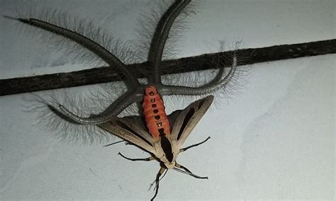 Creatonotos gangis moth is terrorising Australia | Daily Mail Online