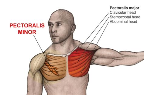 Chest Muscles Anatomy, Function (Pectoral Muscles)